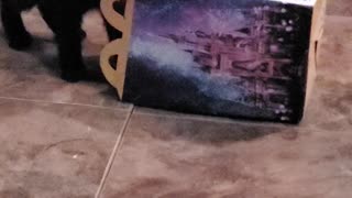 Baby kitten playing with a happy meal box