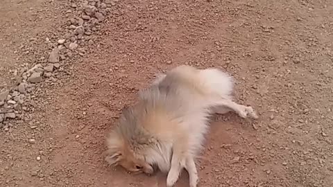 Dog decides to give himself a dirt bath
