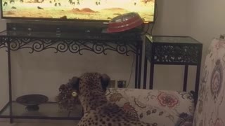 Chita mira un documental de animales salvajes en TV