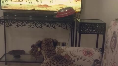 Chita mira un documental de animales salvajes en TV