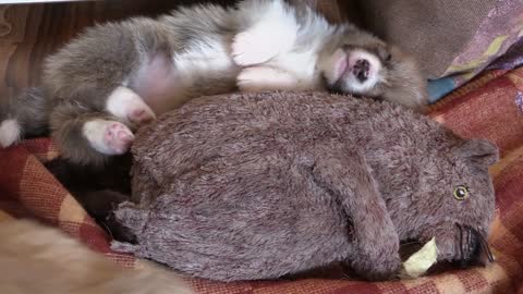 Puppy Sleeping with a Toy