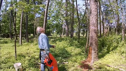 Felling Tall Dead Pines