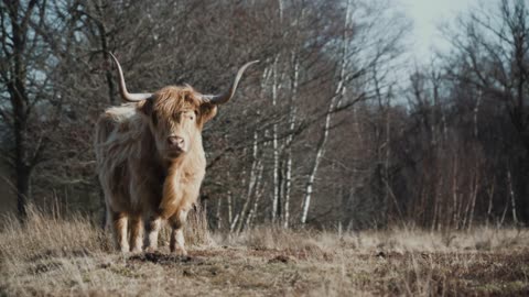 nice Highland Cows