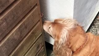 Black and white dog sticks head out of gate to bark at golden dog