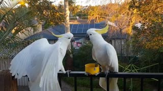 Two Cockatoos fighting..Backup arrives