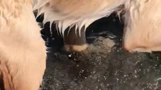 Golden retriever in lake chases tennis ball