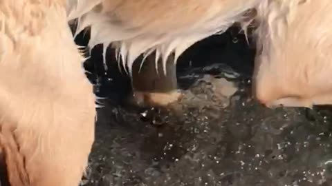 Golden retriever in lake chases tennis ball