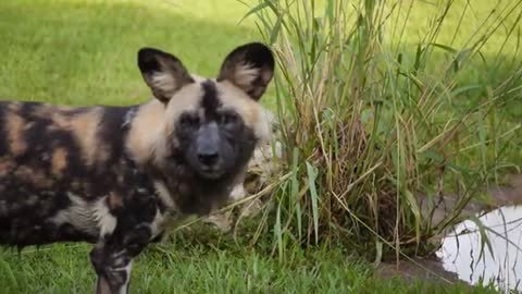 African Painted Dogs Get New Toys!_Cut.mp4