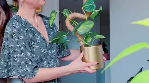 Popping my philodendron brasil on a bendy moss pole - so cute!