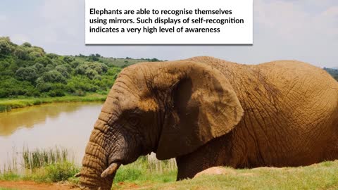 amazing elephants facts