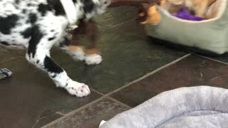 Little puppy big puppy playing