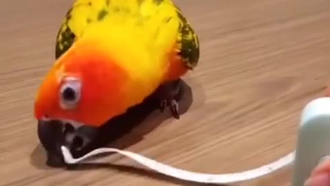 Funny Birds and Parrots Videos Compilation