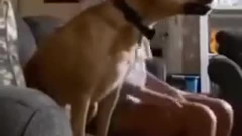 dog going mad when his favourite cricket team won the match