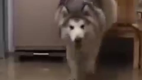 Embarrased Dog Acts Like Nothing Wrong - Priceless