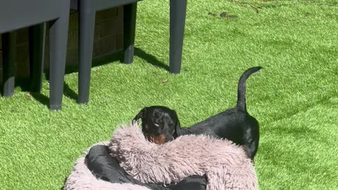 Mini Dachshund Drags Bed Outside to Enjoy the Sun