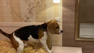 Smart Dog Switches off Lights