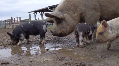 Piggies in the mud