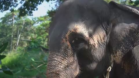 Elephants Animals Collection in 8K TV HDR 60FPS ULTRA HD