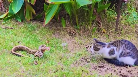 A smart and sensitive cat fought a fierce battle with a snake