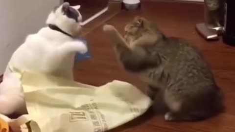 Why are you fighting my two cute cats?