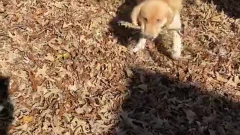 Golden Retriever and kiddo play in pile of leaves