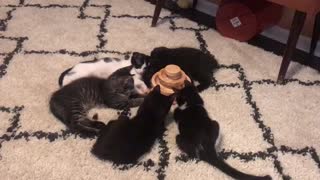 Horus the kitten entertaining his sibs as they rest after big breakfast.