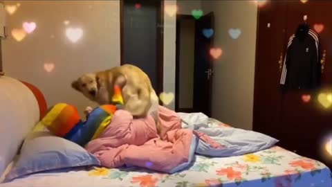 💙🐕Very cute dog video 🐕💙