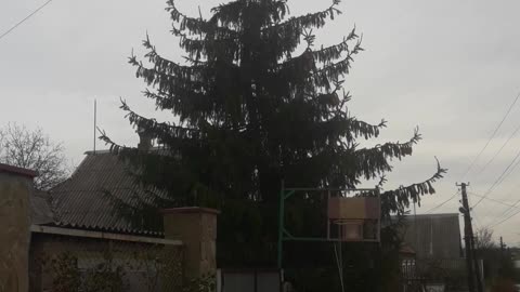 Christmas tree and basketball hoop