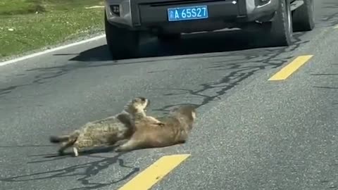 Road Fight