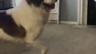 Don’t Pretend To Use A Hockey Stick With A Saint Bernard 😮- Funny dog videos 2023