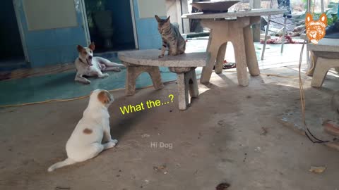 funny and cute tiktok dog