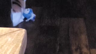 Trixie Cat Plays with Her New Toy