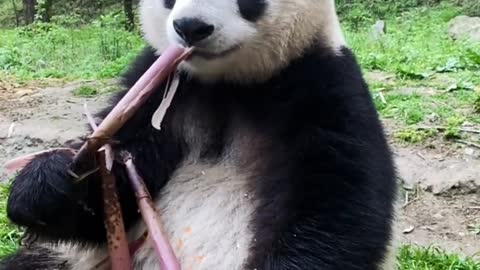 Panda eating bamboo shoots