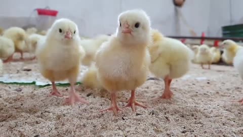 Cute Chickens