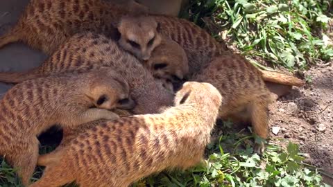 Funny and cute animals Zoo in Africa