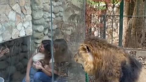 Lion attacks tourists