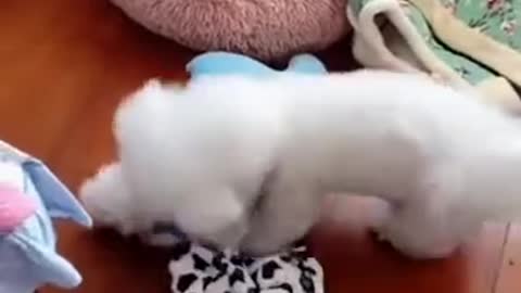 Funny and soooooooo Cute Pomeranian waaaw