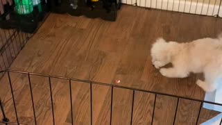 Puppy tries apple for the first time