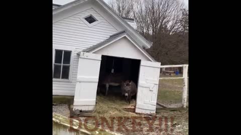 Donkeys on the Farm