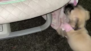 Puppy is Very Excited to Meet Baby