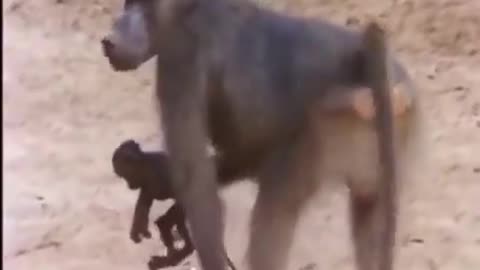 Baboon Unable To Save Baby