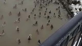 The invasion of ducks