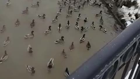 The invasion of ducks