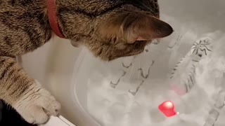 Cat decided to use spa bath