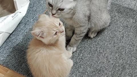 A kitten cleaning up a friend's ears