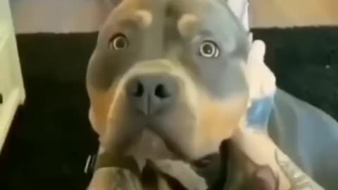 Funny dog