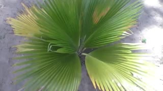 Palmeira leque pequena no parque, é uma bonita planta para admirar [Nature & Animals]