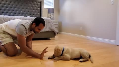 Labrador puppy learning and performing the training commands