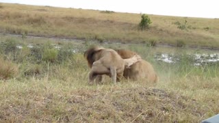 Lions Fight part 1