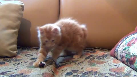 Cute cat trying to eat a toy mouse